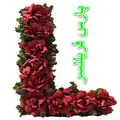 saeed hematy